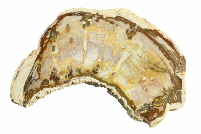 Colorful Petrified Wood (Araucaria) Slab - Madagascar #304920